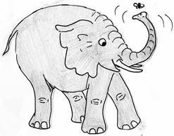 elephant30034