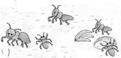 ants